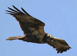 Western Marsh Harrier