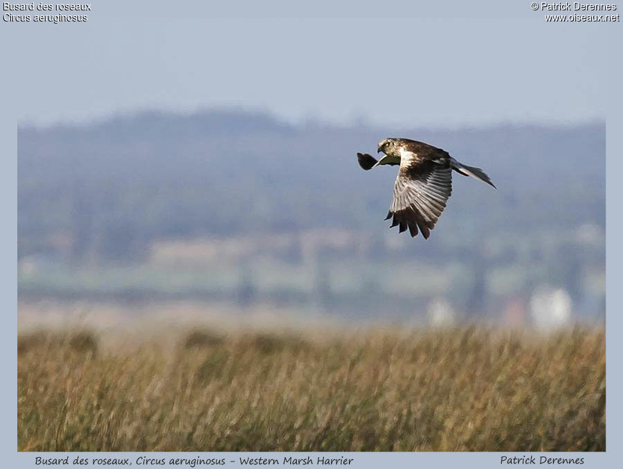 Western Marsh Harrier, Flight