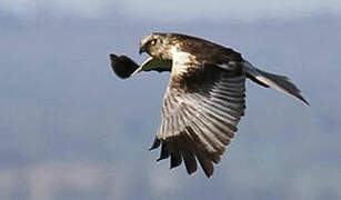 Western Marsh Harrier