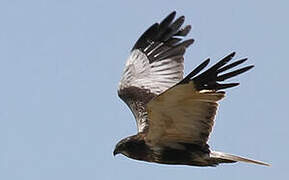 Western Marsh Harrier