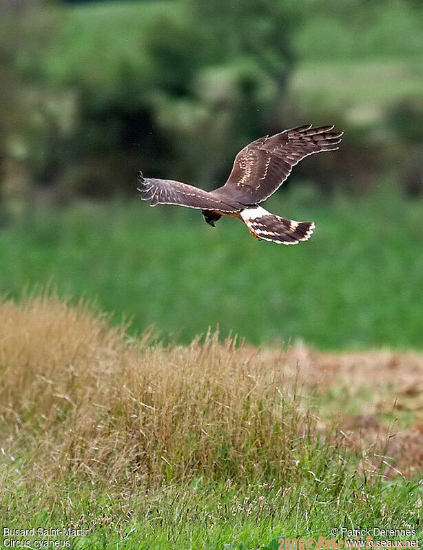 Hen Harrier