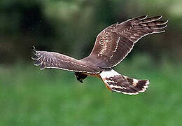 Hen Harrier