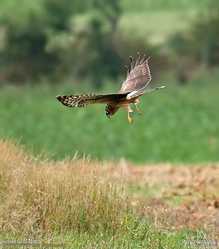 Hen Harrier