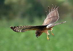 Hen Harrier