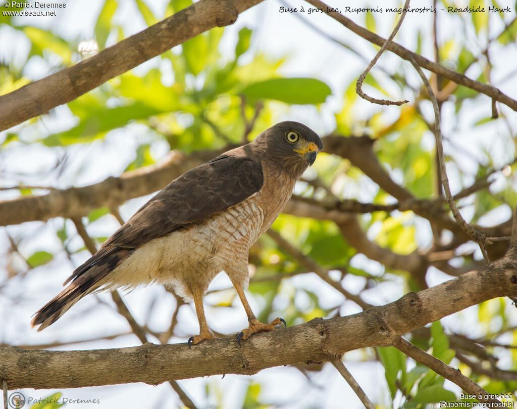 Roadside Hawk, identification, habitat