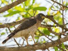 Roadside Hawk