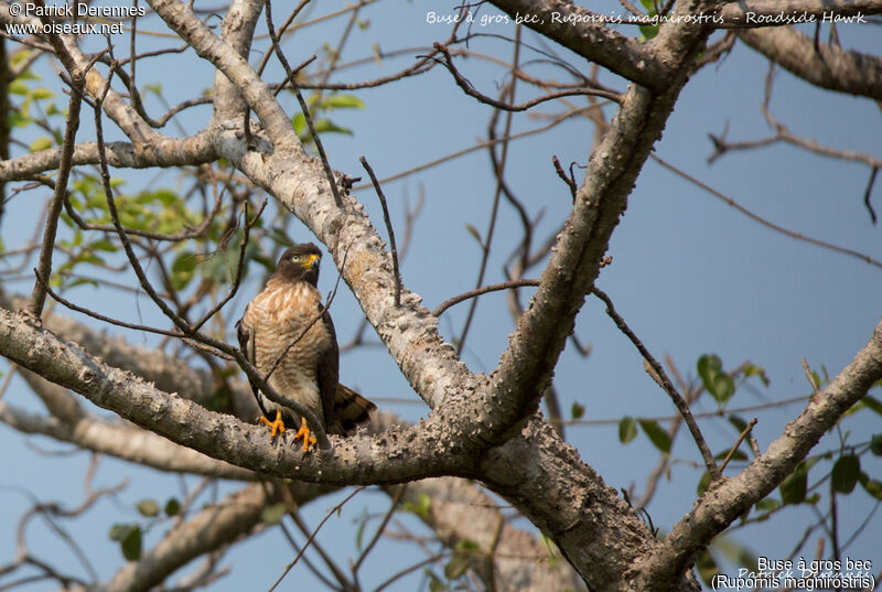 Roadside Hawk, identification, habitat