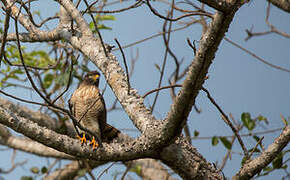 Roadside Hawk