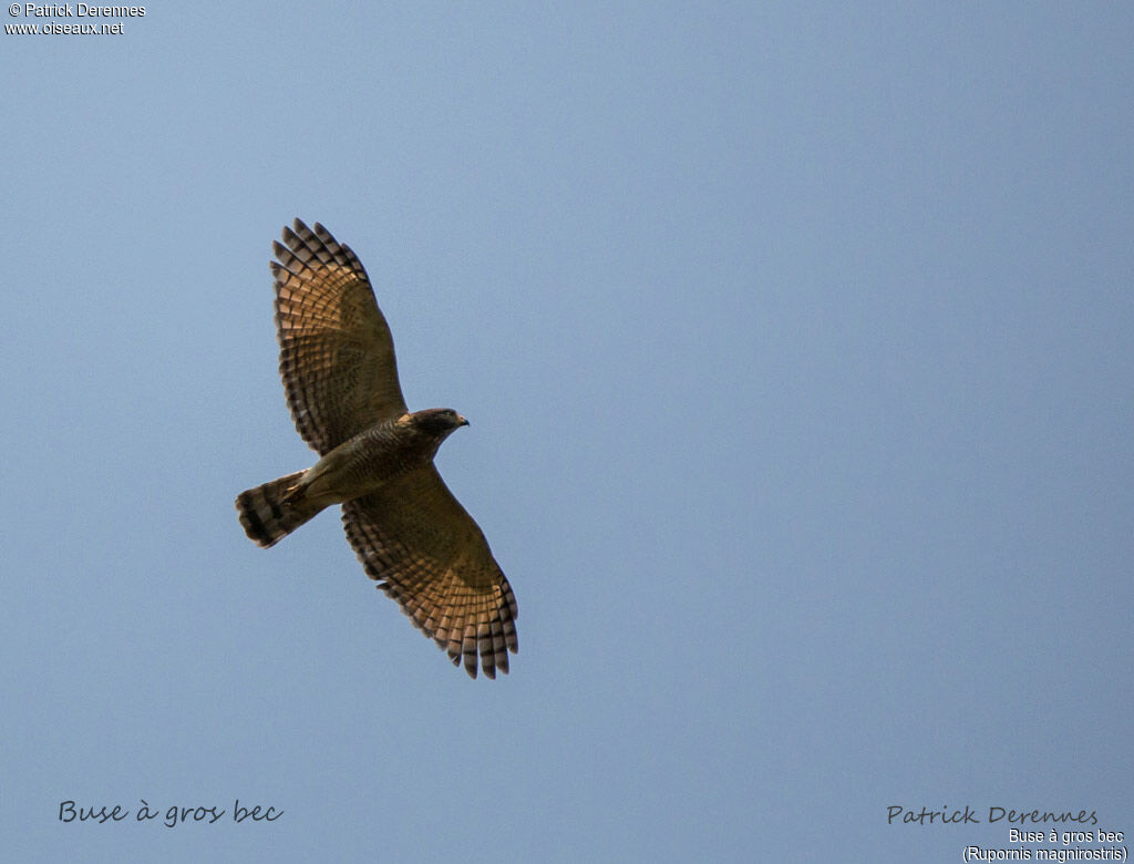 Roadside Hawk, Flight