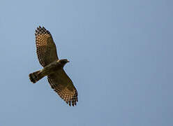 Roadside Hawk