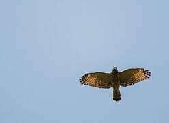 Roadside Hawk