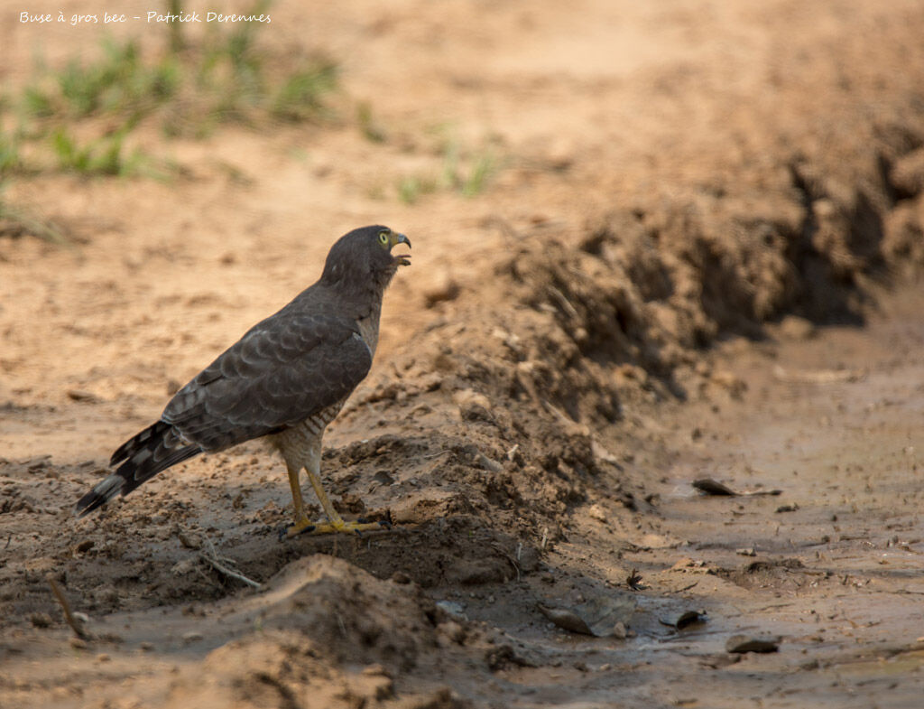 Roadside Hawk, identification, habitat