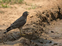 Roadside Hawk