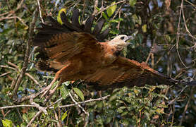 Black-collared Hawk