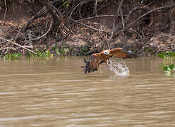 Black-collared Hawk