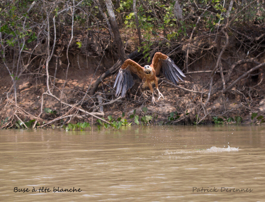 Black-collared Hawk, identification, habitat, Flight, feeding habits, fishing/hunting