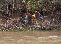 Black-collared Hawk