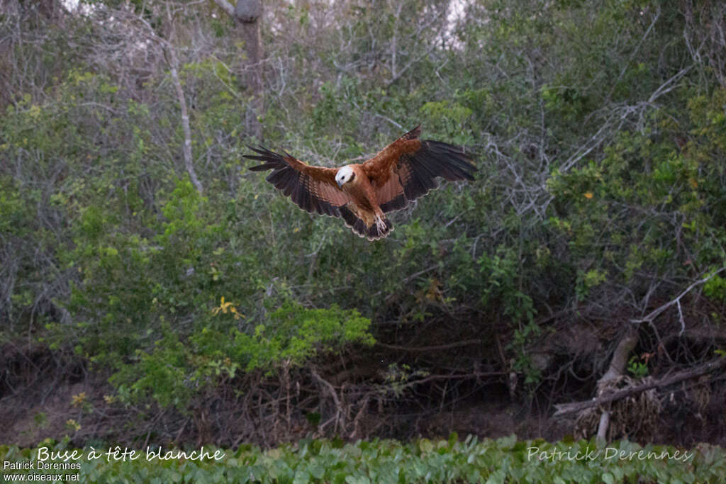 Black-collared Hawkadult, habitat, Flight, fishing/hunting