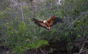 Black-collared Hawk