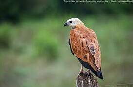 Black-collared Hawk