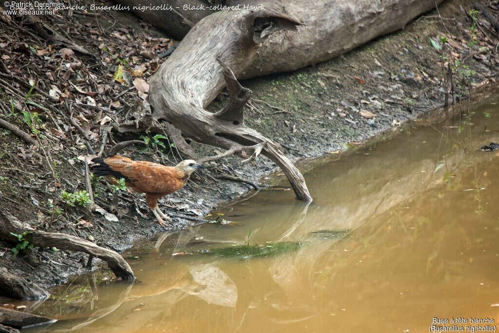 Buse à tête blanche, identification, habitat