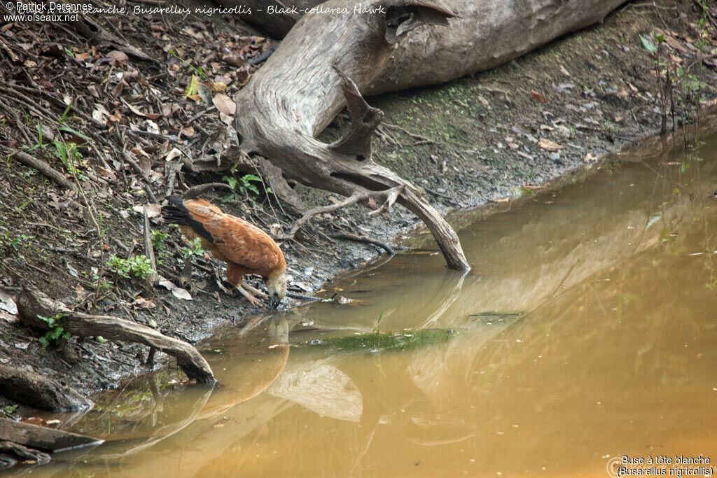 Black-collared Hawk, identification, habitat, drinks