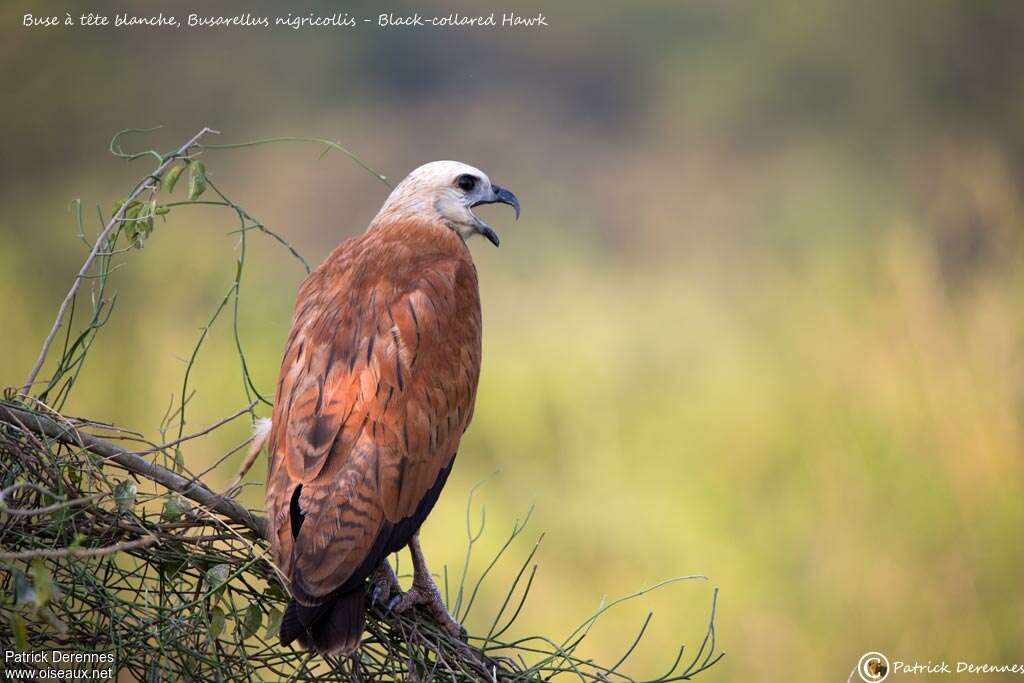 Black-collared Hawkadult, aspect, song