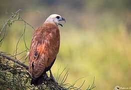 Black-collared Hawk