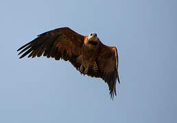 Black-collared Hawk