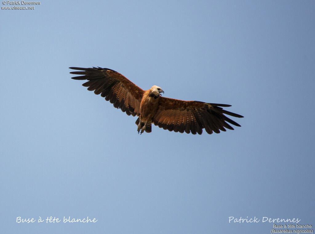 Black-collared Hawk, Flight