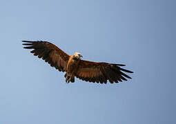 Black-collared Hawk