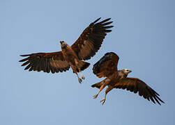 Black-collared Hawk