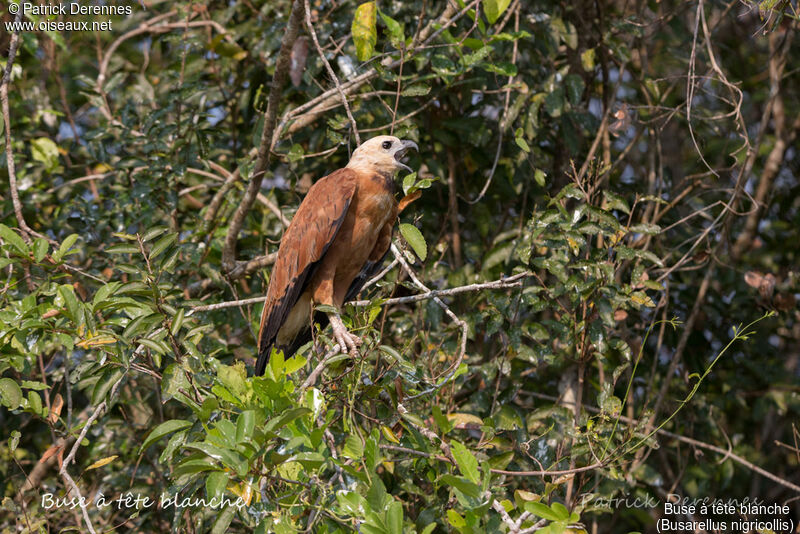 Black-collared Hawk, identification, habitat