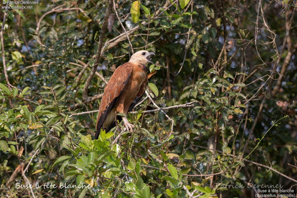 Black-collared Hawk, identification, habitat