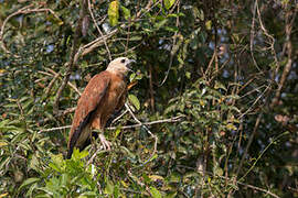 Black-collared Hawk