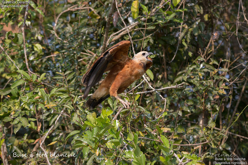 Black-collared Hawkadult, identification, habitat