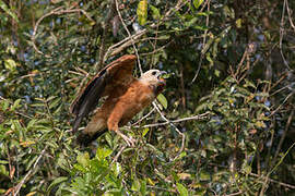 Black-collared Hawk