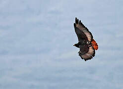 Augur Buzzard