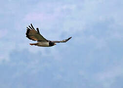 Augur Buzzard