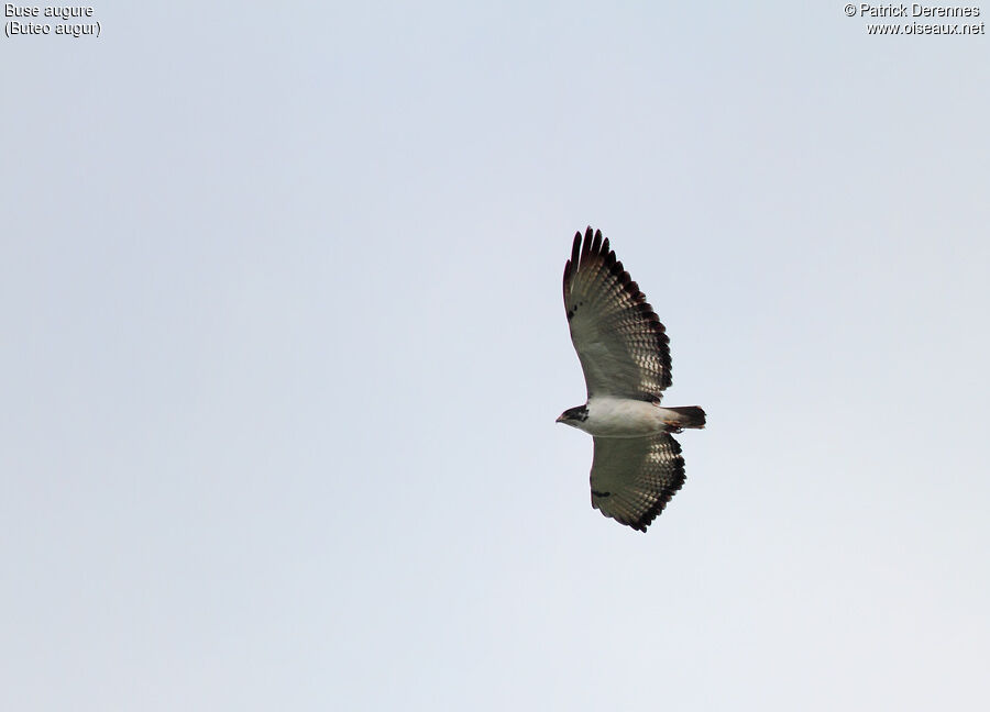 Augur Buzzard