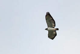 Augur Buzzard