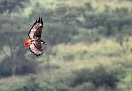 Augur Buzzard