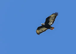 Augur Buzzard