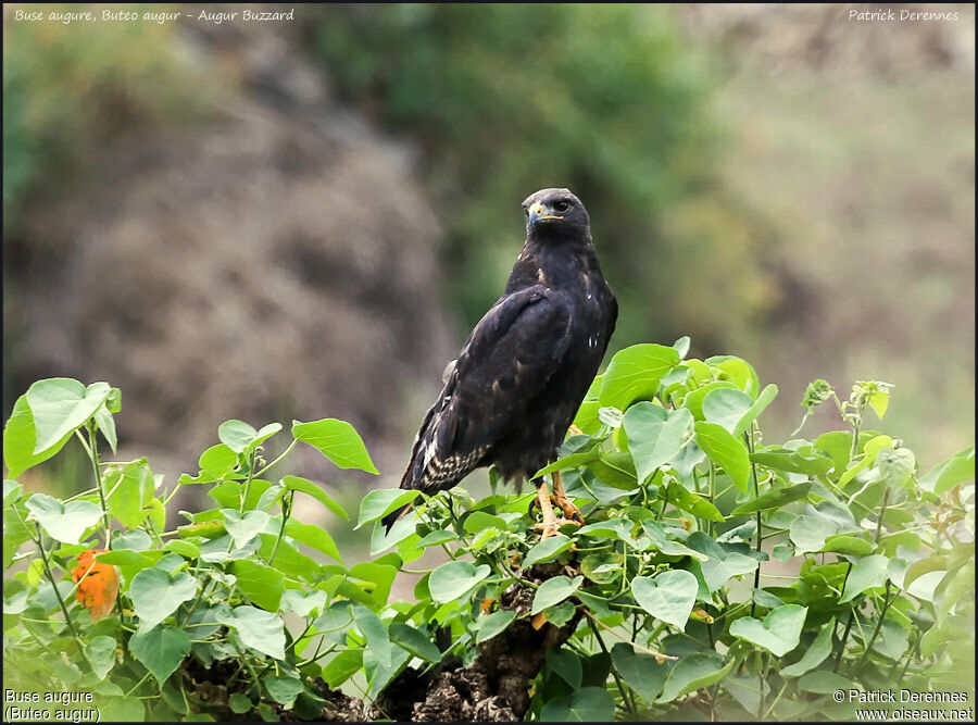 Buse augureadulte, identification