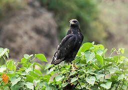 Augur Buzzard