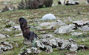 Augur Buzzard