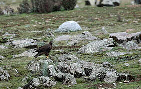 Augur Buzzard