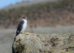 Augur Buzzard