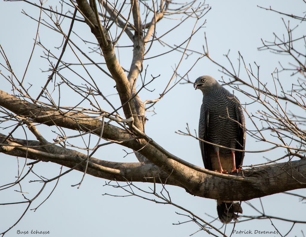 Crane Hawk, identification, habitat