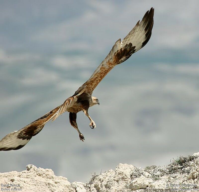 Long-legged Buzzardadult